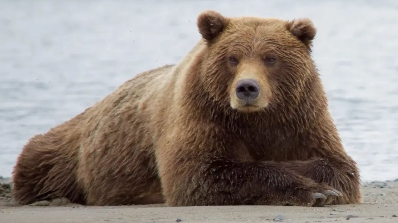 Usthadian Academy / India Records Its First-Ever Confirmed Sighting Of A Rare Tibetan Brown Bear